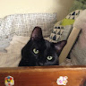 Meet your Posher, Cat